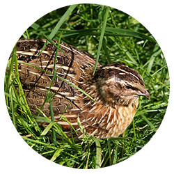 caille 43 elevage cailles fermieres polignac caille le puy en velay 43